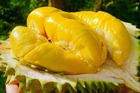 Sầu riêng Cái Mơn giá bao nhiêu? Khám phá đặc sản Bến Tre 