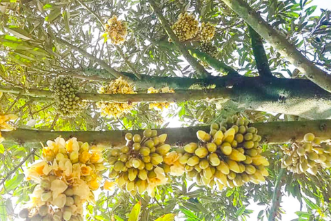 THỜI ĐIỂM BÓN PHÂN TẠO MẦM CHO SẦU RIÊNG – BÍ QUYẾT KÍCH THÍCH CÂY RA HOA TỰ NHIÊN