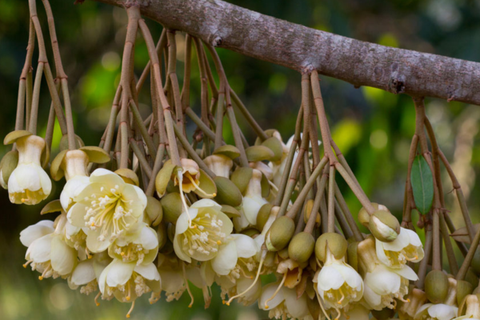 5 NGUYÊN NHÂN SẦU RIÊNG XỔ NHỤY RỤNG BÔNG – BÀ CON CẦN BIẾT ĐỂ XỬ LÝ KỊP THỜI