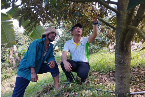 Cách Làm Già Lá Sầu Riêng: Bí Quyết Để Cây Khỏe Mạnh và Trái Ngon