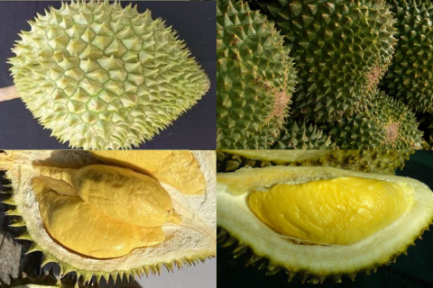 SO SÁNH SẦU RIÊNG RI6 VÀ SẦU RIÊNG MUSANG KING KHI TRỒNG Ở TÂY NGUYÊN