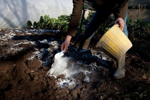 Cách Bổ Sung Canxi Cho Cây Trồng: Hướng Dẫn Chi Tiết Và Hiệu Quả