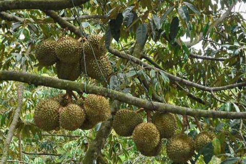 KHÁM PHÁ 5 VÙNG TRỒNG SẦU RIÊNG TRỌNG ĐIỂM Ở VIỆT NAM