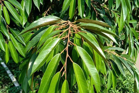 Cách dìu đọt sầu riêng hiệu quả, giúp trái to, múi dày, cơm vàng ươm