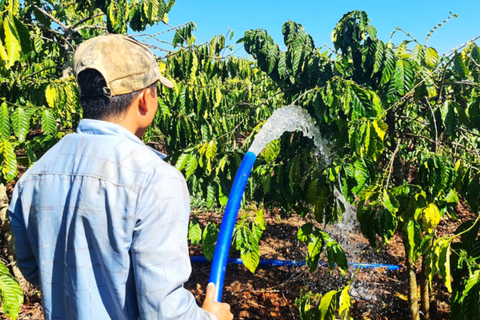 Bí Quyết Tìm Ra Thời Điểm Tưới Cà Phê Tốt Nhất Cho Năng Suất Bùng Nổ