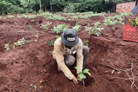 Cách chăm sóc cà phê mới trồng đạt hiệu quả cao