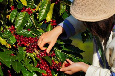 Cách chăm sóc cà phê mới trồng đạt hiệu quả cao