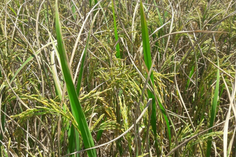 Bệnh hại lúa - Nỗi ám ảnh của người nông dân và giải pháp phòng trừ hiệu quả