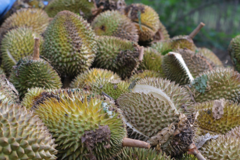 MÙA MƯA TÂY NGUYÊN: CẢNH GIÁC THỐI TRÁI SẦU RIÊNG DO NẤM PHYTOPHTHORA