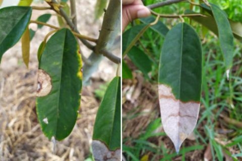 HƯỚNG DẪN PHÒNG TRỪ BỆNH THÁN THƯ TRÊN CÂY SẦU RIÊNG HIỆU QUẢ