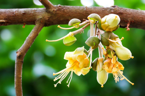 Sầu Riêng Xổ Nhụy Gặp Mưa: Nỗi Ám Ảnh Của Nhà Vườn Và Giải Pháp Hiệu Quả