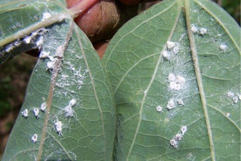 CÁCH TRỊ DỨT ĐIỂM RẦY PHẤN TRẮNG KHÁNG THUỐC TRÊN ĐỌT SẦU RIÊNG NON
