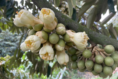 Hướng Dẫn Chi Tiết Cách Xử Lý Sầu Riêng Xổ Nhụy Đi Đọt