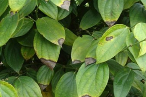 Hiểu Rõ Nguyên Nhân và Cách Đối Phó Khi Cây Tiêu Bị Cháy Lá