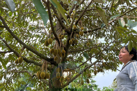 Chăm Sóc Sầu Riêng Sau Khi Xổ Nhụy: Bí Quyết Cho Vườn Trái Sum Suê