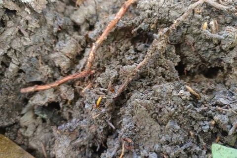 THỐI RỄ SẦU RIÊNG: NGUYÊN NHÂN VÀ CÁCH XỬ LÝ PHỤC HỒI NHANH