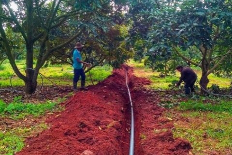 TRỒNG SẦU RIÊNG TRÊN ĐẤT CÁT: KỸ THUẬT CẢI TẠO VÀ BÍ QUYẾT GIỮ NƯỚC GIÚP CÂY SUNG SỨC