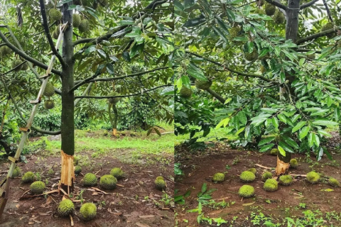 SẦU RIÊNG RỤNG TRÁI HÀNG LOẠT: YẾU TỐ QUAN TRỌNG DƯỚI GỐC CÂY MÀ NHIỀU NHÀ VƯỜN VẪN BỎ QUA