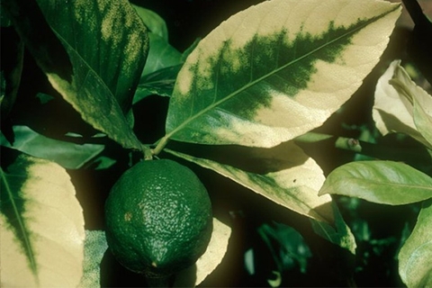 VAI TRÒ CỦA CAN-XI ĐỐI VỚI CÂY ĂN QUẢ VÔ CÙNG QUAN TRỌNG