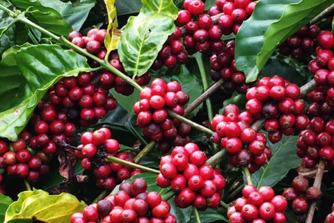 TIÊU CHUẨN CÀ PHÊ ROBUSTA - YẾU TỐ LÀM NÊN CHẤT LƯỢNG ĐẬM ĐÀ