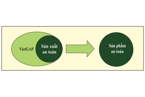 TIÊU CHUẨN GAP LÀ GÌ? CÁC BỘ TIÊU CHUẨN GAP ĐÃ VÀ ĐANG ĐƯỢC ÁP DỤNG