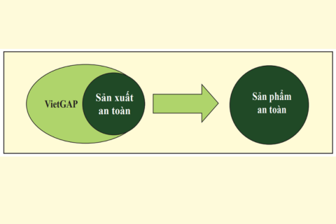 TIÊU CHUẨN GAP LÀ GÌ? CÁC BỘ TIÊU CHUẨN GAP ĐÃ VÀ ĐANG ĐƯỢC ÁP DỤNG