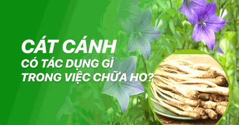 Cát Cánh - Một Thảo Dược Quý Giá Trong Việc Chữa Trị Ho