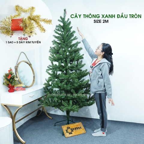 Cây thông xanh 2m có quả thông