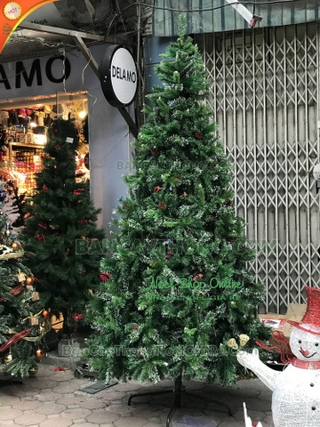 Cây thông 3 loại lá Việt Hàn