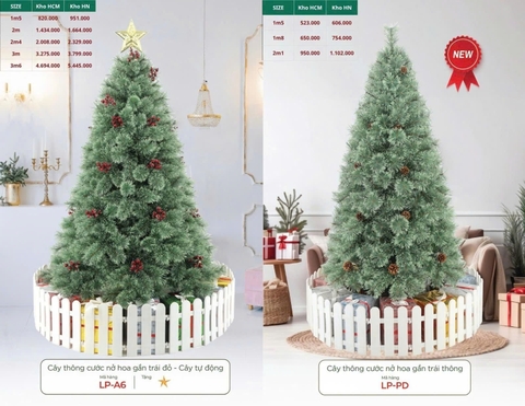 Cây thông cước nở hoa gắn trái thông