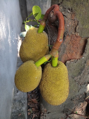 Quy Trình Xử Lý Ra Hoa Nghịch Vụ Cho Mít Thái – Giải Pháp Tối Ưu Từ An Bình Chemical