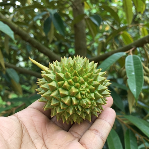 Quy Trình Nuôi Trái Sầu Riêng Sau Xổ Nhụy: Giữ Trái – Tăng Size – Cơm Dày