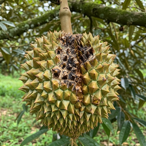 PHÒNG & TRỊ NẤM THỐI TRÁI SẦU RIÊNG – PHÒNG SỚM CÒN HƠN CỨU!