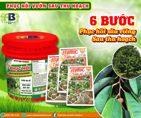 BÍ QUYẾT PHỤC HỒI SẦU RIÊNG SAU THU HOẠCH