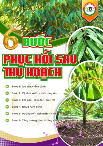 Quy trình 6 bước phục hồi sầu riêng 