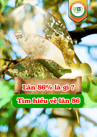 Lân 86 là gì ? tìm hiểu rõ về lân 86 chuẩn
