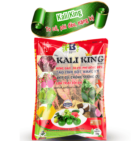 Kali King, nuôi củ, to củ nặng ký - An Bình Vn