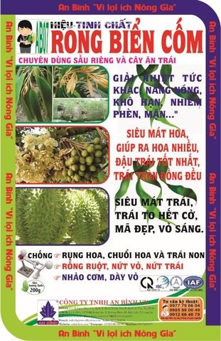 RONG BIỂN CỐM