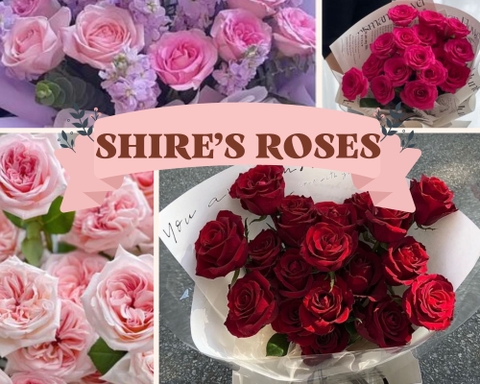 HOA HỒNG CÓ BAO NHIÊU LOẠI?