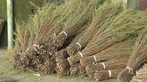Chổi trện giá rẻ, chất lượng tốt