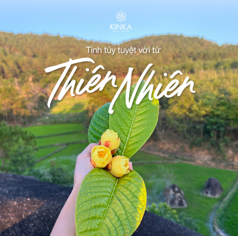 Trà hoa vàng trong top 5 Việt Nam: Bí quyết gì khiến nó đặc biệt?