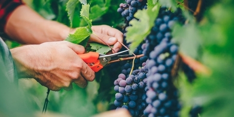 Điều những người làm vang chưa kể cùng bạn 