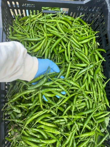 Ớt Xanh ( kg)