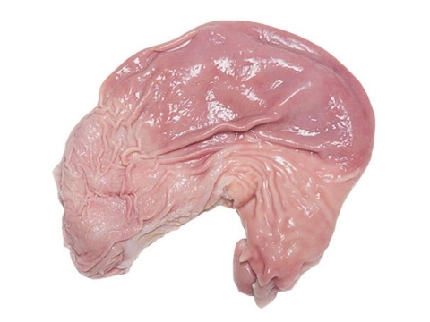 Dạ dầy (bao tử豚生胃袋)