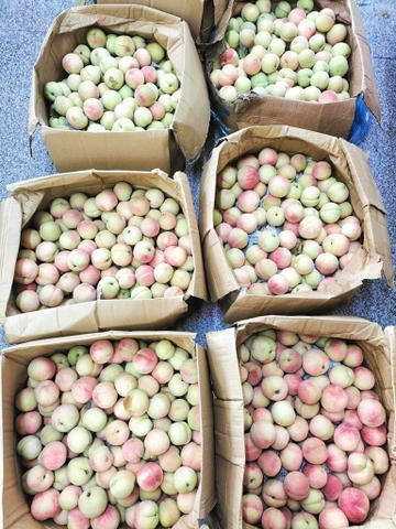 Đào giòn (kg)