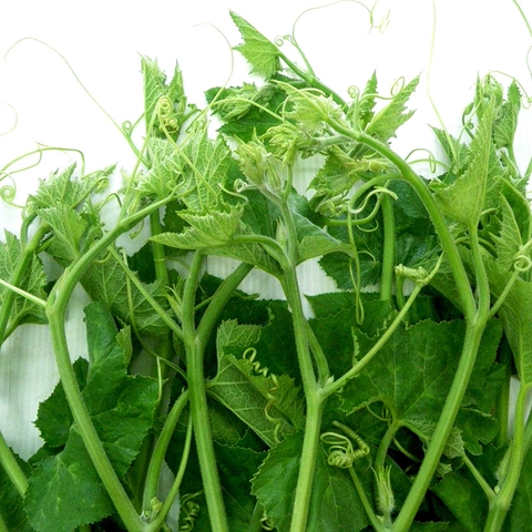 Ngọn bí