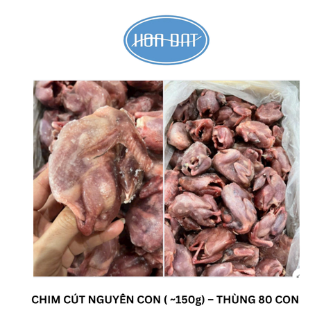 CHIM CÚT NGUYÊN CON – THÙNG 80 CON – HÀNG SIÊU ĐẸP