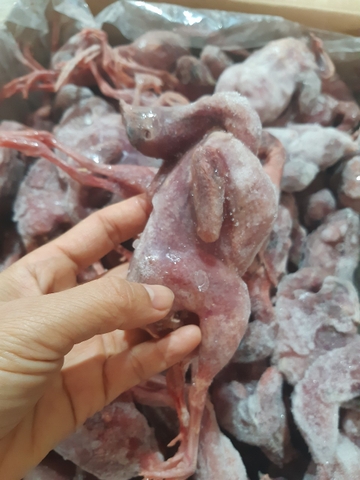 Chim cút nguyên con làm sạch 80 con/ thùng