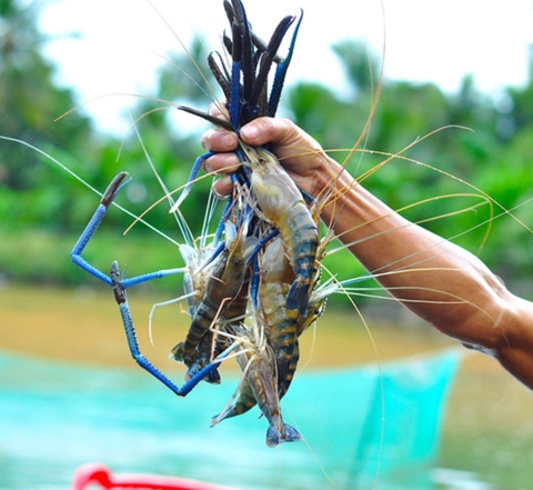 EcoClean Aqua - Men Vi Sinh Xử Lý Nước Ao Nuôi Tôm, Cá - 100g