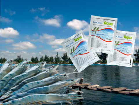 EcoClean Aqua - Men Vi Sinh Xử Lý Nước Ao Nuôi Tôm, Cá - 100g